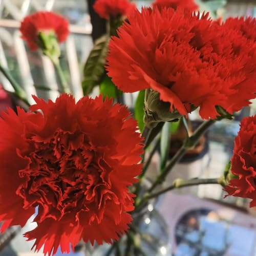 semillas de clavel perenne resistente cubierta perenne resistente claveles Decoración de jardín para exteriores, alfombra, silvestres 30pcs
