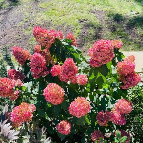 semi di ortensia paniculata - giardino interno Hydrangea paniculata in vaso per l'arredamento dell'ufficio d'appartamento biologiche raro 15pcs