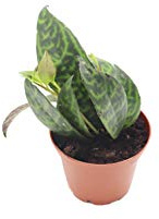 Black Pagoda (Lipstick Plant) - 3'' from California Tropicals