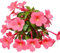 Semillas de flores Phlox gigantes frescas y nuevas para plantar y cultivar.