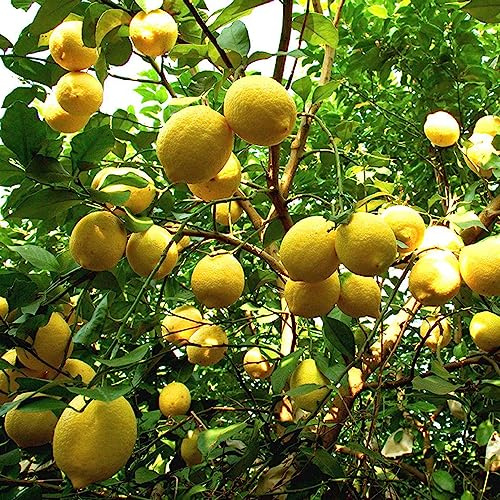 semillas de limonero, limonero de balcón enanos, resistentes columnares columnares exótico invernaderos balcón huerta 60pcs