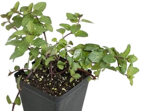 Menta Chocolate Planta de Exterior Natural de Uso Culinario