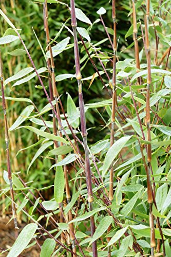 Bambus Fargesia Red Zebra - roter Zebrabambus, winterhart, bildet keine Wurzelausläufer (80/100 cm hoch)