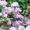 10+ semi di rododendro carolinianum Seeds rosebay RODODENDRO