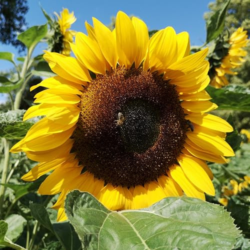 100 Samen klassisch gelbe Sonnenblume der Sorte Goldener N. mit großen gelb-goldenen Blüten, Sonnenblumensamen lat. Helianthus, Saatgut mit gelber Blüte, Bienenmagnet Sonnen Blumen, Garten Pflanzen