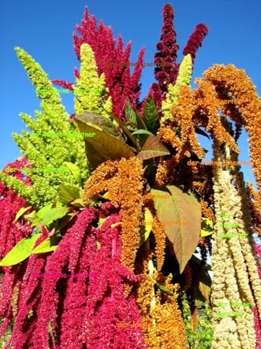 Fuchsschwanz Mischung mit stehenden & hängenden Blütenrispen in herrlich leuchtenden Farben Amaranthus Sommerblumen Blumensamen 100 Samen von der-kleine-gaertner
