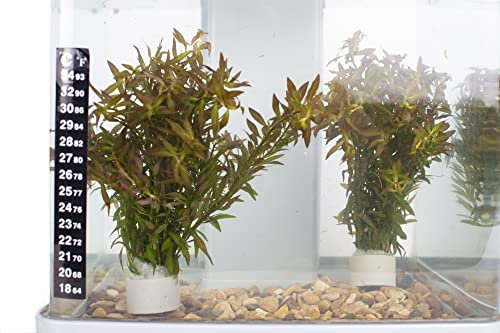 Lincolnshire Pond Plants Ltd Live Plants Tropical Aquatic Plants - Potted - Ceramic - Loose - Kits (5 Loose Plants/Stems, Ludwigia Arcuata)