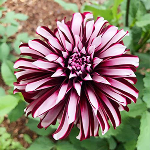 Dahlia Bulbs Now UK/Greening Flower/Good for Containers/Natural Organic, Rare Plants,Easy Plant, Exotic, Strong Plant, Plant Bulbs, Excellent Display, Suitable, Easy to Plant, 2bulbs-B