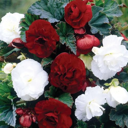 2 x Begonia Double Red & White – Mix of Fiery Red & Pristine White Blooms – Perennial – Multi-Layered Flowers – Summer Flowering Bulbs – for Your Beautiful Garden