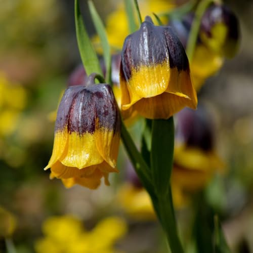 fritillaria Corona imperiale di bonsai, decorazioni per ufficio, balcone, giardino, rocce, bulbi perenni, resistenti al freddo 8 pezzi