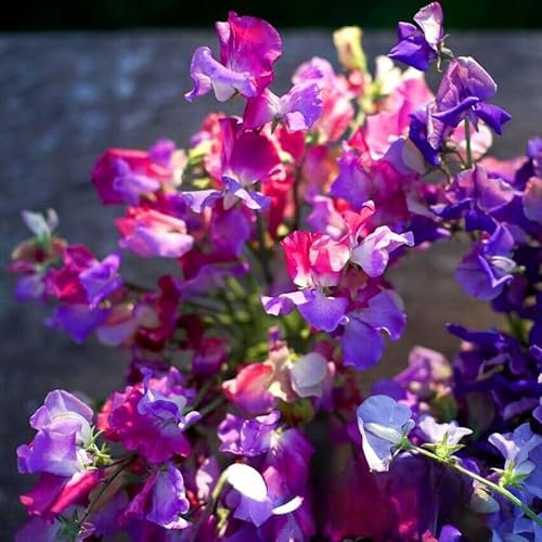 Sweet Pea Enchante 10 seeds + Plant tag + Freebie - tricolor climbing - Latyrus odoratus