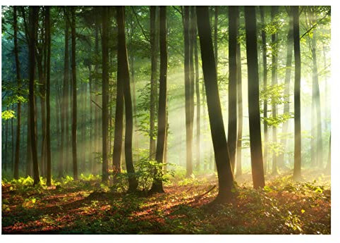 WallArena - Vlies Fototapete Waldlandschaft 368x254 cm - Fototapeten - Tapeten - für Wohnzimmer Schlafzimmer - Vliestapete Wandtapete Tapete 3D Effekt- inkl. Kleister - Natur