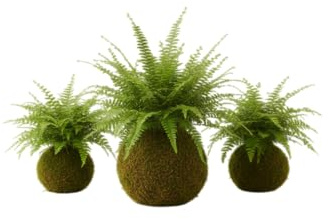 Kokedama de Helecho Natural Planta de Interior Viva DECOALIVE | Decoración Verde