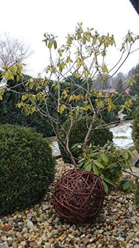 Marcus Weidenhandel Weidenkugel in 6 Größen, Dekokuge laus Weide Weidenball Gartenkugel Handgefertigt in EU (30cm)