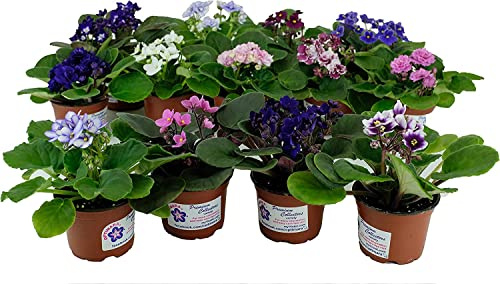 Violeta Africana | Pack 8 Unidades | Plantas Vivas | Saintpaulia | Flores de Exterior Naturales