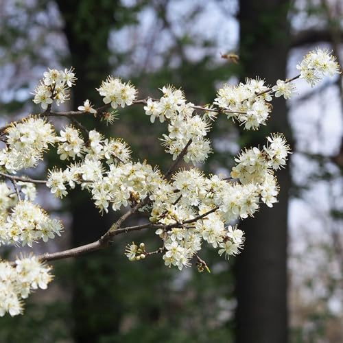 Vivai le Georgiche - Pianta vera di Prunus spinosa Prunus platyphylla, Prunus myriocephala Prugnolo, Ciliegio giapponese, Ciliegio da fiore - altezza alla vendita 100-120 cm