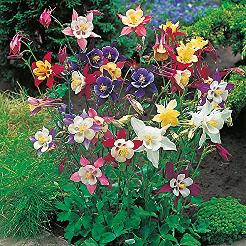 AQUILEGIA GIGANTE MISCUGLIO NR.50 SEMI