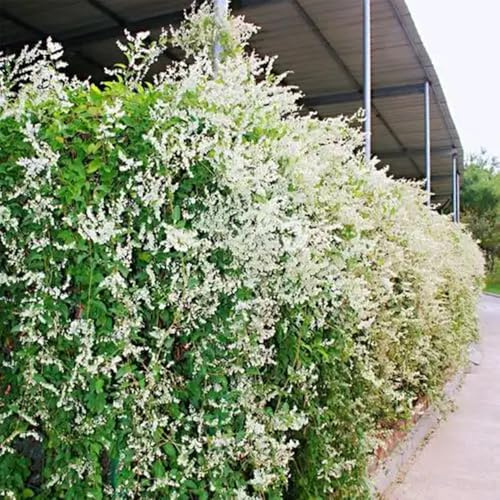 Semillas de Knotweed, semillas de raras de balcón trepadoras resistentes productos sostenibles 50pcs