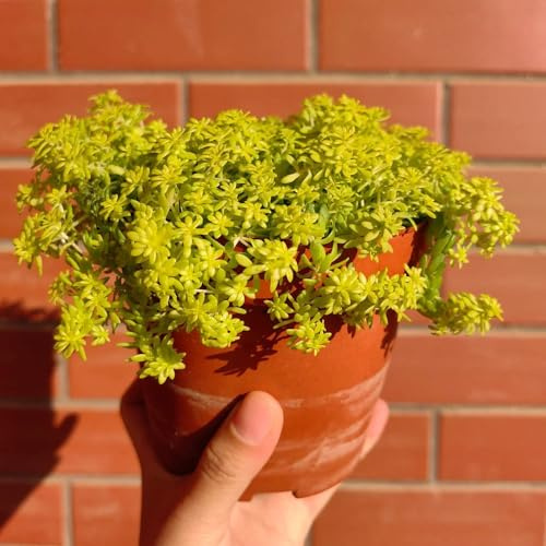 sedum winterhart - bodendecker pflanzenkübel fetthenne steingartenpflanzen winterhart hochbeet 600samen