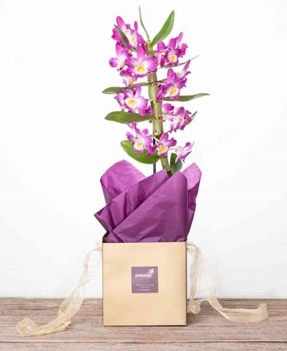 AMBORELLA | Preciosa planta de orquídea en bolsa para regalo. | Entrega Rápida y Cuidada | Con Tarjeta de Dedicatoria Personalizada | Ideal para Regalo Sorpresa | Flores a Domicilio