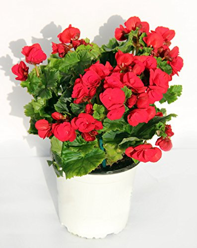 BEGONIA - BEGONIA ELATIOR DE COLOR VARIADO. ¡¡¡ PLANTA NATURAL¡¡¡ altura: 22 cm aproximado, contenedor: 15 cm. ENVIOS SOLO PENINSULA