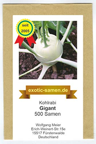 Kohlrabi - Riesenkohlrabi - Gigant - Wurzelmaden resistent - 500 Samen
