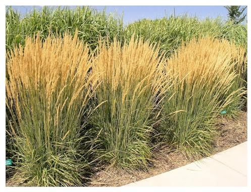 Stauden Gänge 10 x Calamagrostis x acutiflora 'Karl Förster' Reitgras | Hohes Ziergras für Sonne bis Halbschatten, Blüte Juni bis August, mehrjährig, 1 L Topf (11x11 cm)