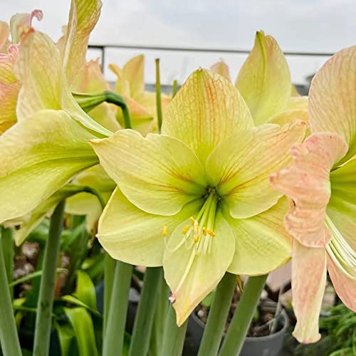 Amaryllis, balkonpflanzen bio schmetterlingsblume stauden gartenpflanzen 4zwiebeln