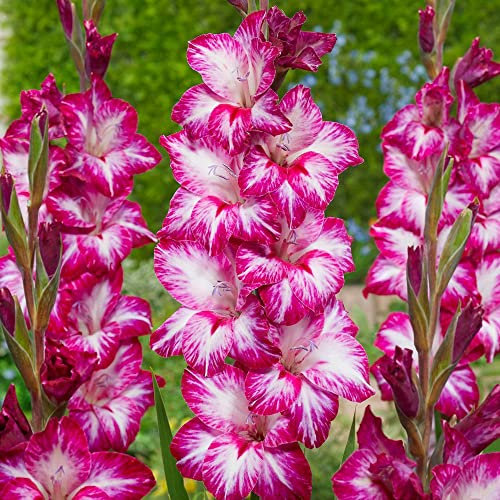 schoneGladiolus Large Flowering – Glowing Addition – Perennial – Summer Flowering Bulbs – for Your Beautiful Garden (10 x Gladiolus Large Flowering Repollo Rojo), Purple