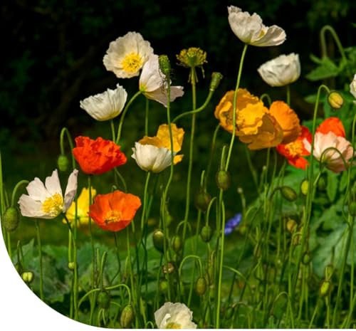 MRS Pavot d'Islande (Papaver nudicaule) - 80.000 graines - Mélange coloré - Plante vivace - Longue période de floraison