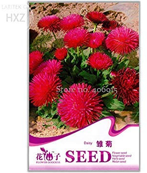 Potseed 2018 Crisantemo Semi Piante da Fiore Semi, 50 Semi, BalconyEasy Coperta di Pianta del Fiore A118