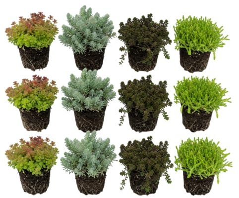 vdvelde․com - Sedum mix 12 plantas, tapizante resistente para rocalla