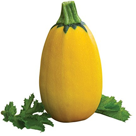 Burpee Golden Egg Summer Squash Seeds 25 seeds