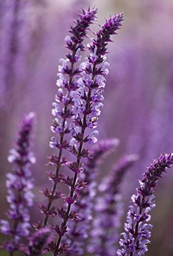 Sauge mealycup bleu foncé, sauge farineuse - 160 graines