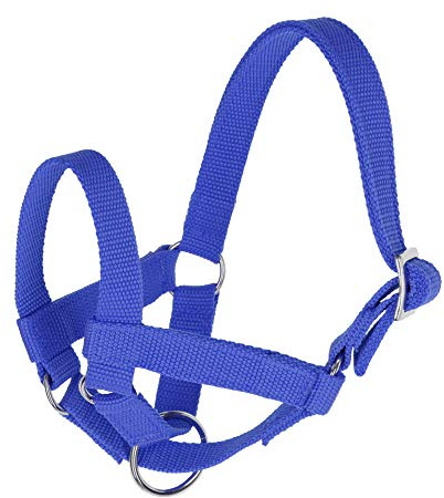 Halfter für Lamas, Größe 50 blau