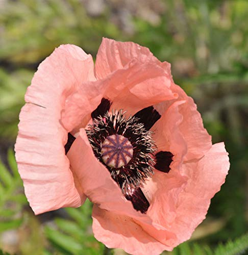 Türkischer Mohn Pink Sensation - Papaver orientale - lebende Gartenpflanze aus den Baumschulen