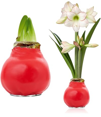 FLORIUM - Wachs Amaryllis Zwiebeln Rot Candy Bloom – Wachsamaryllis 28/30 Großformat | 1 Stück | gewachst/wax | ohne Gießen | Zimmerpflanzen aus Holland - Hippeastrum (kein glas, vase und Topf)