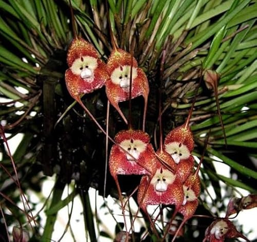 100 semi di orchidea rossa con faccia di scimmia