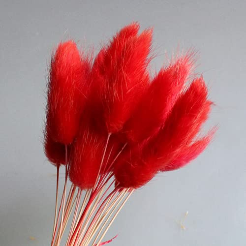 YIWOYI - Bouquet di fiori secchi naturali per matrimoni, decorazioni per la casa e la coda di coniglio, fiori veri (rosso)