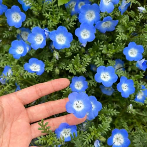 Veronica - garten winterhart mehrjährig, balkon alte sorten 150samen