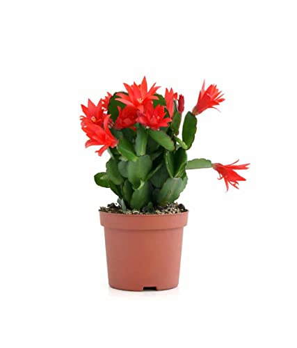 Cactus de Navidad | DECOALIVE | Cactus Natural | Flor de Pascua | Flores Mix Color