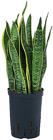 Dehner Bogenhanf in Hydrokultur, gelb-grünes Laub, ca. 40 cm, Ø 15 cm | Sansevieria trifasciata var. laurentii, inkl. Wasserstandsanzeiger, sukkulente Zimmerpflanze, für helle Standorte