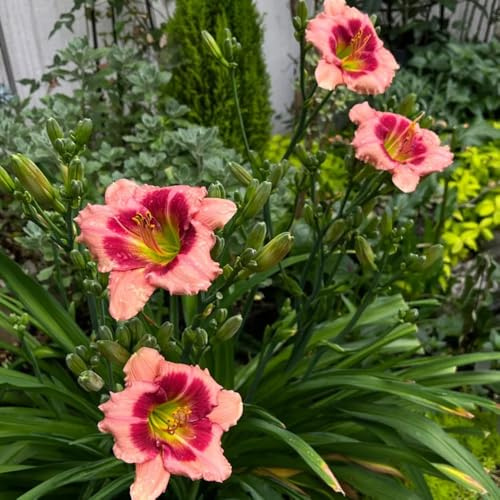 Semi di daylily, Hemerocallis fulva, perenni resistenti agli emerocallidi, Le da giardino sono balcone 400pcs