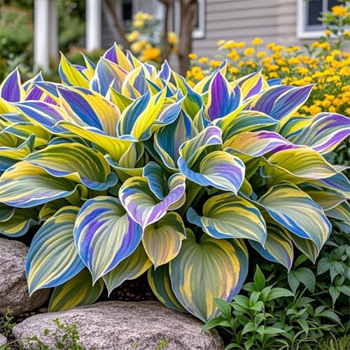 Radici selezionate di hosta,Bulbi di hosta,miste,resistenti al freddo e alla siccità,adatte per la decorazione di giardini e balconi-2 Rizoma-J