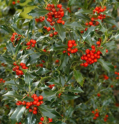 Gemeine Stechpalme Ilex 100-125cm - ilex aquifolium - lebende Gartenpflanze aus den Baumschulen