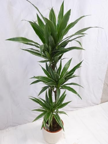 [Palmenlager] - XL Dracaena de Warneckii 145 cm - 3er Tuff - Drachenbaum warneckei - // Zimmerpflanze