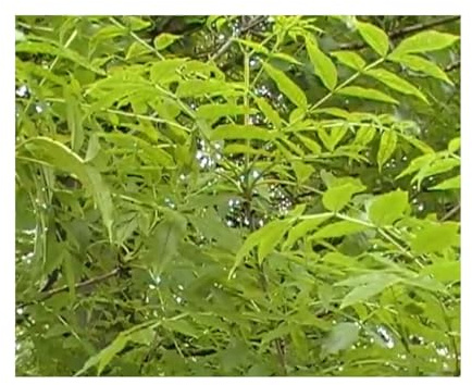 Stk - 20x Gemeine Esche-Fraxinus excelsior Garten Baum Pflanzen - Samen U10 - Seeds & Plants Shop by Ipsa
