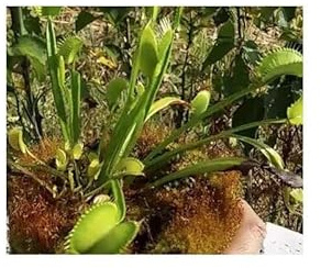 Stk - 5x Dionaea muscipula Switzerland Giant Venusfliegenfalle Garten Samen B1274 - Seeds & Plants Shop by Ipsa