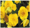 100 semillas frescas de flores de begonia amarilla