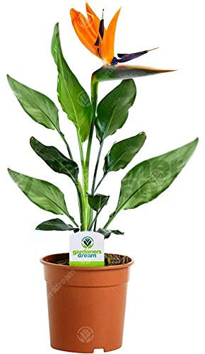 GardenersDream Strelitzia - Bird of Paradise Plant, Large House Plants - Exotic African Violet Plant for Home & Office - Live Indoor Plants, 40-50cm Tall in 12cm Pot
